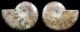 Polished Ammonite Pair - Agatized #56302-1